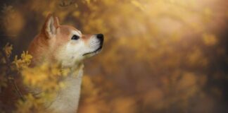 شیباریوم با بیش از ۴۰۰ میلیون تراکنش لایه ۲ رکوردشکنی میکند شیباریوم رکورد تعداد تراکنش لایه ۲ را دوباره شکست.