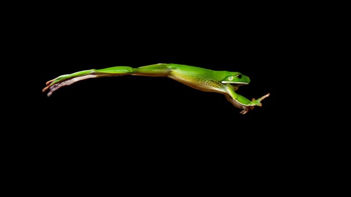 توکن په په ۲ PEPE 2.0 با افزایش چشمگیر ۱۲۳ درصدی رو به رو شد.