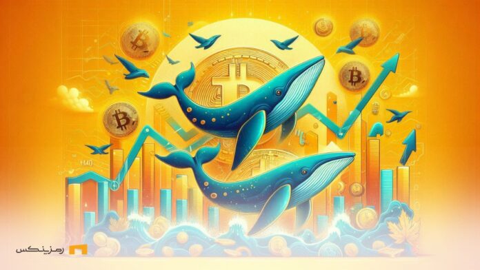 بیت کوین و نهنگ ها