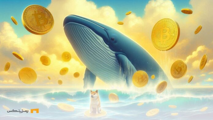 shiba-inu-whales-activity-recovery-3-trillion-tokens یک نهنگ و سگ شیبا اینو روی یک سکه