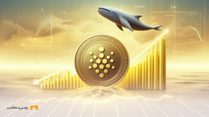 فعالیت نهنگ‌های کاردانو و هدف صعود بعدی در ۶ دلار