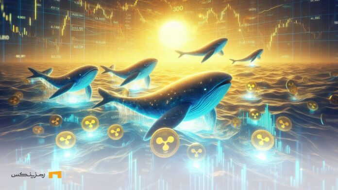Massive-buyout-Ripple-by-whales خرید گسترده ریپل توسط نهنگها و احتمال شکست قیمت