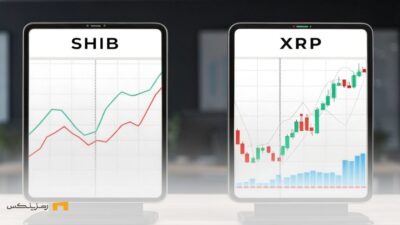 رشد شیبا اینو و ریپل