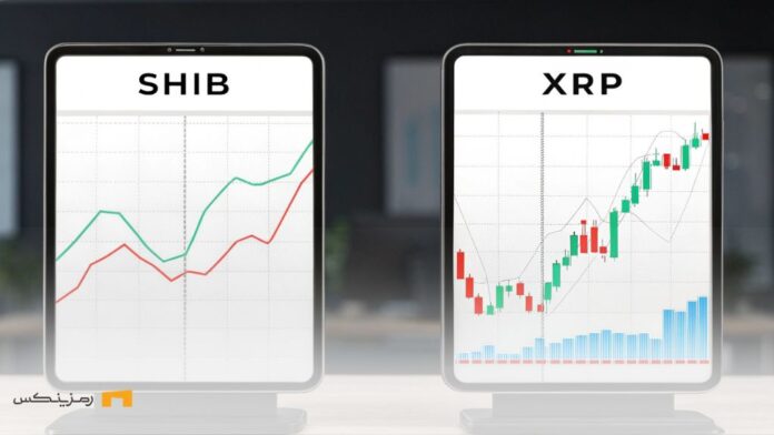 رشد شیبا اینو و ریپل