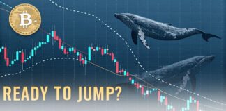 انباشت نهنگها در هر افت قیمت؛ بیت کوین در آستانه جهش است؟ انباشت نهنگها در هر افت قیمت؛ بیت کوین در آستانه جهش است؟