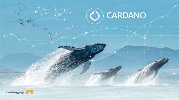 Cardano-historic-rise-Did-whales-rush-to-market صعود تاریخی کاردانو؛ نهنگها به بازار هجوم آوردند؟