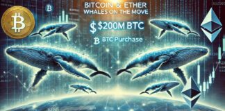 نهنگها دستبهکار شدند؛ خرید ۲۰۰ میلیون دلاری بیت کوین! خرید بیت کوین و اتریوم توسط نهنگ ها