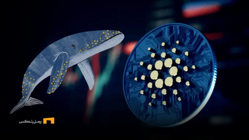 خرید ۸۰ میلیون کاردانو توسط نهنگها در ۴۸ ساعت اخیر