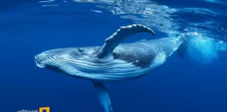 تحلیل تراکنشهای نهنگها در ۱۳ اردیبهشت ۱۴۰۴ تحلیل تراکنشهای نهنگها در 13 اردیبهشت ۱۴۰۴