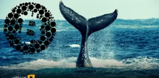 تحلیل تراکنشهای نهنگها در ۲۰ اردیبهشت ۱۴۰۴ تحلیل تراکنشهای نهنگها در 20 اردیبهشت ۱۴۰۴