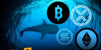 تحلیل معاملات نهنگها در هفته گذشته: انباشت یا تخلیه سرمایه؟ تحلیل معاملات نهنگها در هفته گذشته: انباشت یا تخلیه سرمایه؟