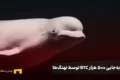 جابه‌جایی ۵۰۰ هزار BTC توسط نهنگ‌ها