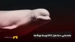 تحول بزرگ در بازار بیت کوین؛ جابه‌جایی ۵۰۰ هزار بیت‌کوین توسط نهنگ‌ها