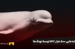جابه‌جایی ۵۰۰ هزار BTC توسط نهنگ‌ها